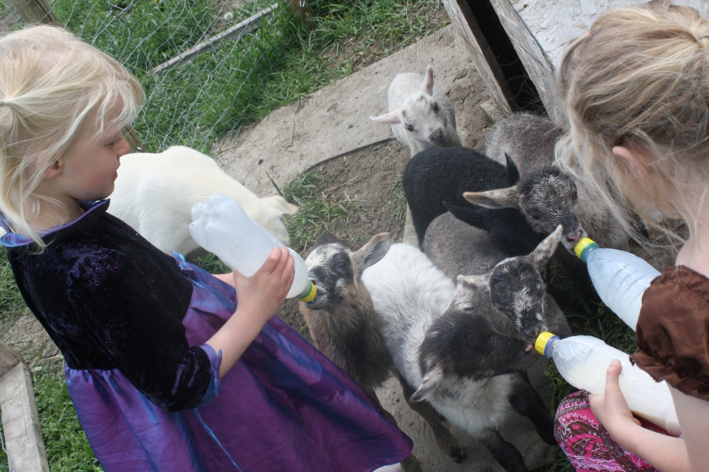 Baby Lambs At Aunty Bears Farm