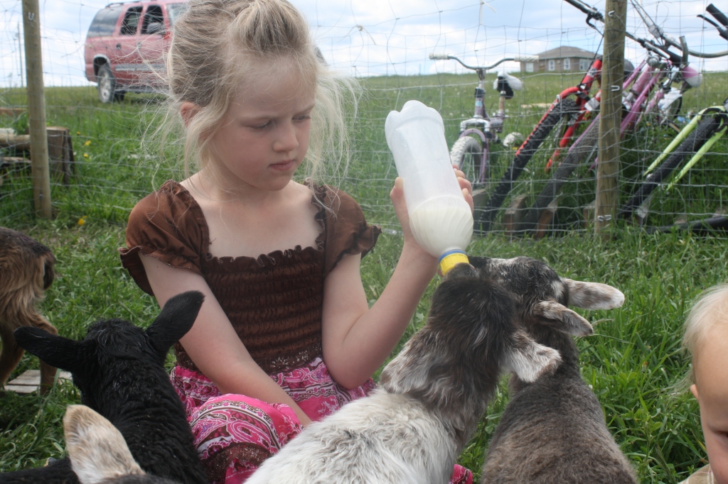 Baby Lambs At Aunty Bears Farm